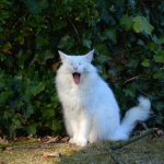 isfrid_2016_10_yawn1d