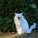 isfrid_2016_10_yawn1e