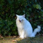 isfrid_2016_10_yawn1f