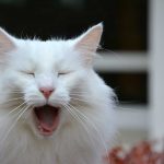 isfrid_2016_10_yawn2a