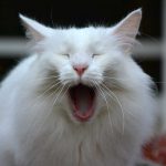 isfrid_2016_10_yawn2b