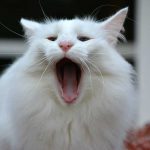 isfrid_2016_10_yawn2c