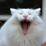 isfrid_2016_10_yawn2d