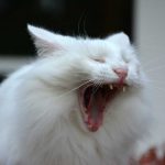 isfrid_2016_10_yawn2e