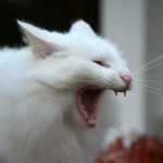 isfrid_2016_10_yawn2f