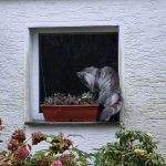 islay_2016_11_blumenkasten1