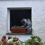 islay_2016_11_blumenkasten2