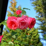 kletterrose_2016_10_a