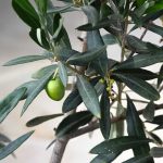 olive_2016_10