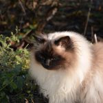 joschi_2016_12_catnip