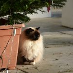 joschi_2016_12_xmastree