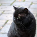 kater_2016_12_portrait