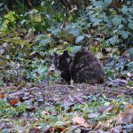 maxine_2016_11_birdfeeder2