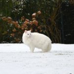 isfrid_2017_01_snowcat2