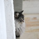 islay_2017_01_fensterbank
