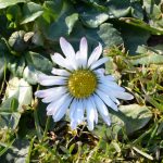 daisy_2017_02_13