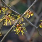 hamamelis_2017_02_12