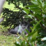 islay_2017_02_versteck