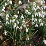 snowdrops_2017_02