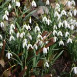 snowdrops_2017_02