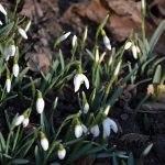 snowdrops_2017_02_14