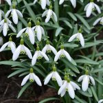 snowdrops_2017_02_26