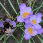 hummel_2017_03_krokus1a