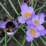 hummel_2017_03_krokus2