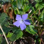 periwinkle_2017_03