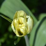 tulpen_2017_03_nr1