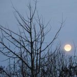 vollmond_170313_ginko
