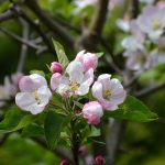 apple_blosson_2017_04