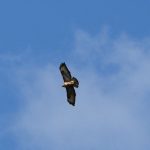 bussard_2017_04