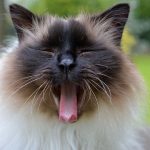 joschi_2017_05_yawn