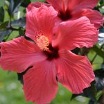 hibiskus_2017_05_25