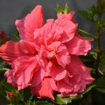 hibiskus_2017_05_25_filled