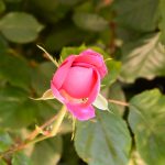 rose_2017_05_25_die_erste