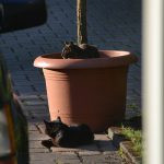 maxine_kater_2017_06_blumentopf