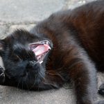 jaspar_2017_07_yawn