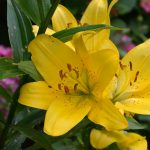 lilien_2017_06