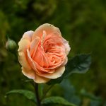 rose_2017_06_apricot