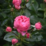 rose_2017_06_leonardo