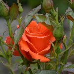 rose_2017_06_orange