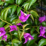 bougainvillea_2017_08