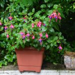 fuchsien_2017_08