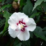 hibiskus_2017_08_weiss