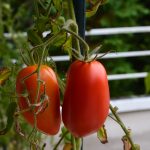 tomaten_2017_08