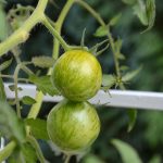 tomaten_2017_08_unreif