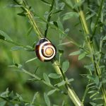 baenderschnecke_2017_09_ginster