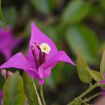 bougainvillea_2017_09